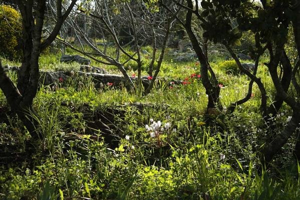 ברוכים הבאים לאתר מכמנים. באתר תוכלו למצא מידע על הישוב הנפלא שלנו להתעדכן על הפעיליות השונות.